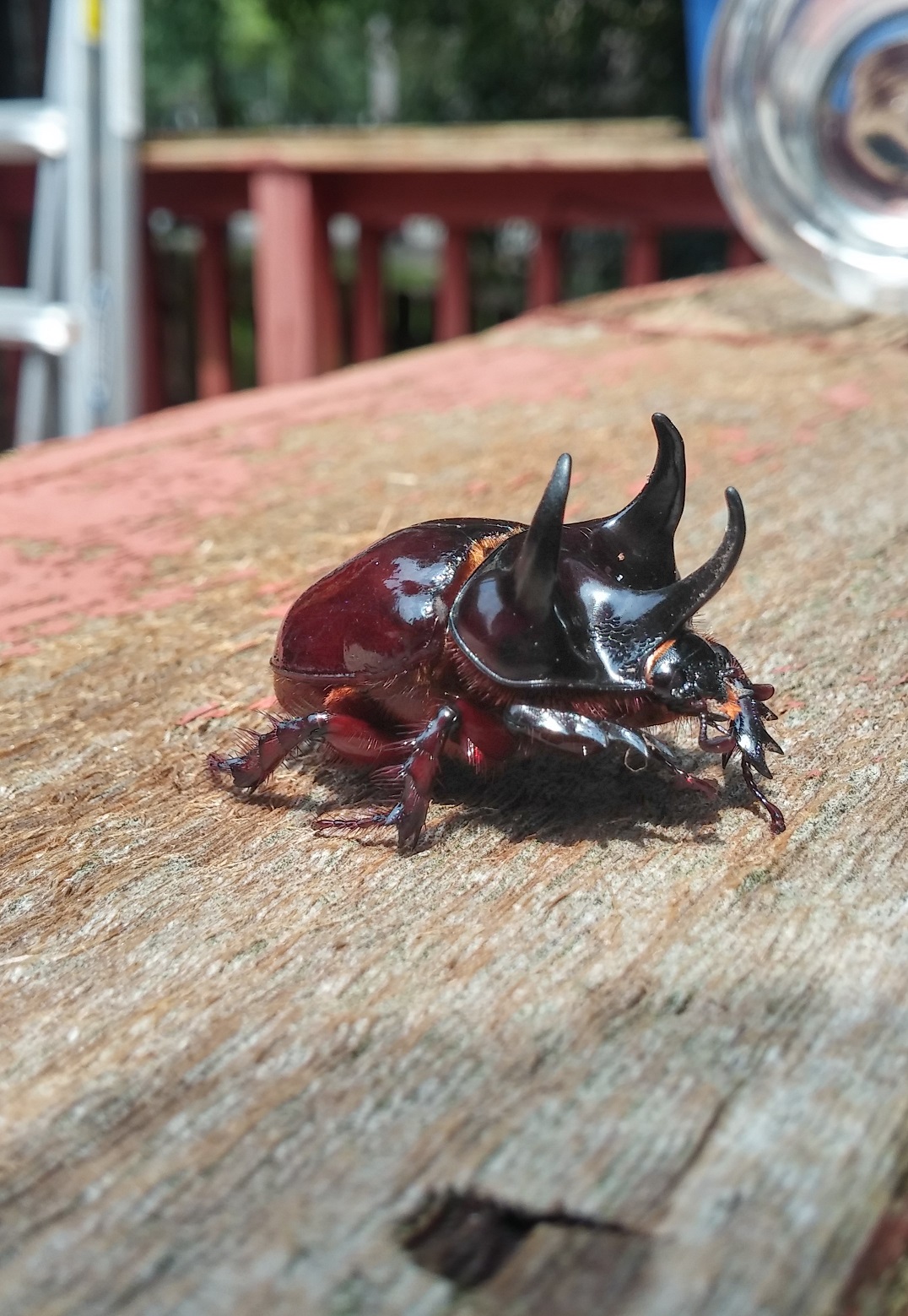 black rhinoceros beetle