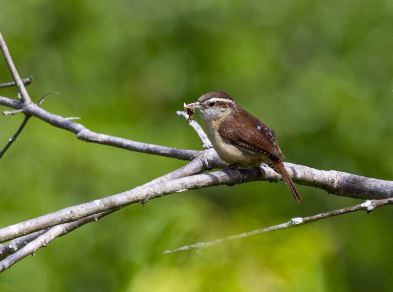 LOWER NEUSE BIRD CLUB – Eastern North Carolina Bird Watching Club